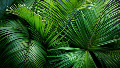 lush green palm fronds tropical leaves exotic foliage summer nature botany plant
