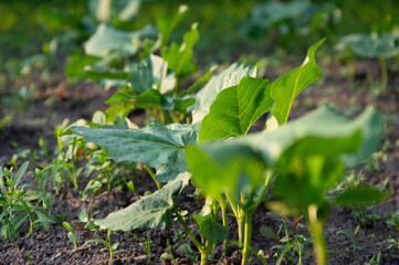 Young cucumber seedlings emerge from the soil in a vibrant garden, thriving under the warm sunlight of early morning