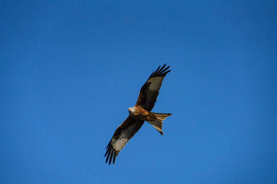 Red Kite (Milvus milvus) flying against a blue sky