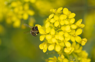 Closeup of bee drinking nectar on a yellow Mustard bloom.  This spring weed, flower, plant is common in the countryside of rural America and Virginia. Bees are often seen enjoying the nector. 