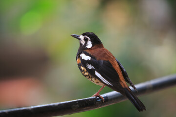 Red Backed Thrush perched on a fence with a blurred natural green background