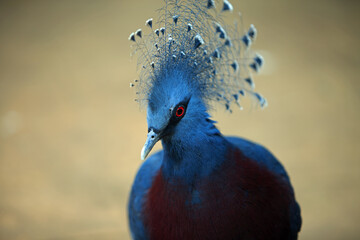 Victoria crowned pigeon - A blue pigeon with a crest which was named after Queen Victoria, it is...