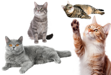 cat,domestic cat adorable cute mammal cats funny studio shot animal pet cut out white background realistic fluffy  furry diverse pose pussycat posing kitten  domestic isolated