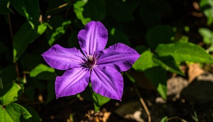 violet flower in the garden