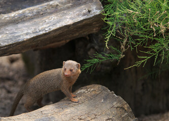 A Cute Common Dwarf Mongoose (Helogale parvula)  lit by natural sunlight standing on a rock