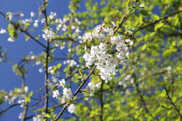 cherry tree blossom