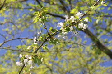 cherry tree blossom