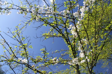 cherry tree blossom