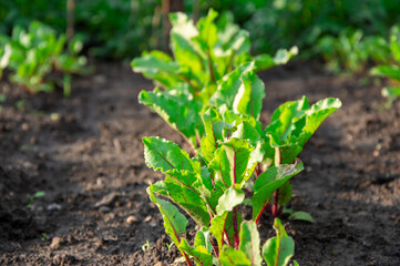 Lush green beetroot plants sprout vibrantly from dark, rich soil in a garden bathed in sunlight, signaling a healthy growing season
