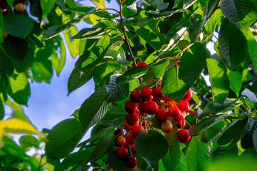 Bright red cherries hang from branches surrounded by vibrant green leaves under a clear blue sky in the summer