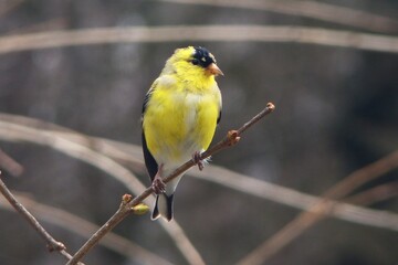 Goldfinch male bird yellow tree limb perch