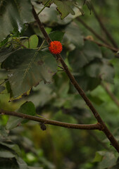 Fruit of paper mulberry Broussonetia papyrifera. Red River. Hanoi. Vietnam.