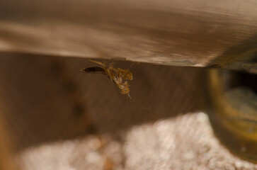 Praying mantis nymph Humbertiella sp. Cat Ba Island. Vietnam.