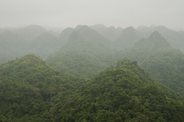Rainforest in the fog. Cat Ba National Park. Cat Ba Island. Vietnam.