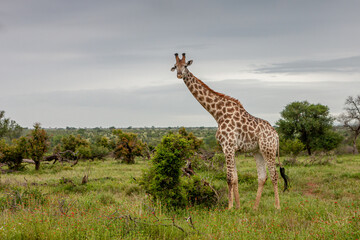 South Africa, Kruger National Park, Giraffe (Giraffa camelopardalis)
