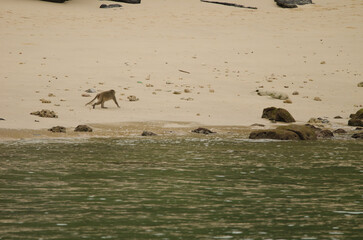 Rhesus macaque Macaca mulatta walking on the beach. Monkey Island. Cat Ba Archipelago. Vietnam.