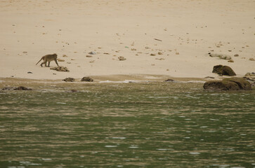 Rhesus macaque Macaca mulatta walking on the beach. Monkey Island. Cat Ba Archipelago. Vietnam.