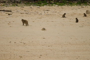 Rhesus macaques Macaca mulatta on the beach. Monkey Island. Cat Ba Archipelago. Vietnam.