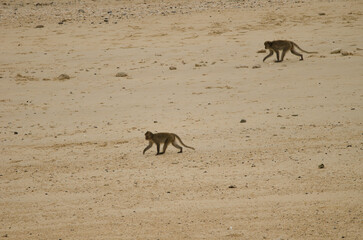 Rhesus macaques Macaca mulatta walking on the beach. Monkey Island. Cat Ba Archipelago. Vietnam.