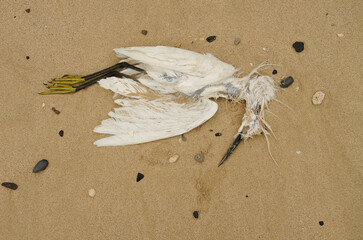 Dead little egret Egretta garzetta on the beach. Cat Co 2 Beach. Cat Ba Island. Cat Ba Archipelago....