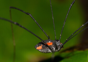 Harvestman on a leaf. Cat Ba National Park. Cat Ba Archipelago. Vietnam.