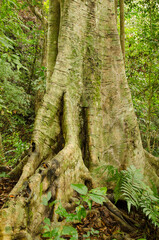 Tree in Cat Ba National Park. Cat Ba Archipelago. Vietnam.