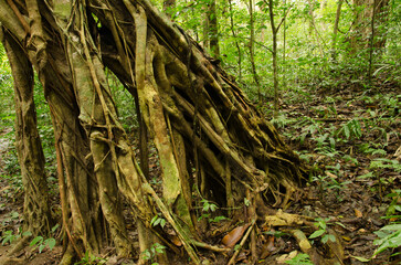 Council tree Ficus altissima. Cat Ba National Park. Cat Ba Archipelago. Vietnam.