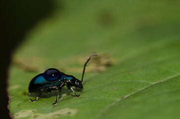 Leaf beetle with a drop of water on its back. Cat Ba National Park. Cat Ba Archipelago. Vietnam.