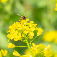 A close up of a honey bee drinking nectar from Yellow Mustard flower blooms. Helping pollinate and collecting pollen on legs, Bright yellow with a faded green background of foliage. Square image macro