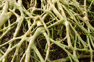 Massive roots tree. Cat Ba National Park. Cat Ba Archipelago. Vietnam.