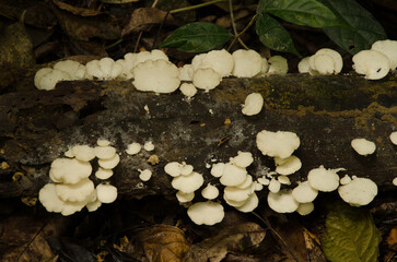 Mushrooms on a tree trunk. Cat Ba National Park. Cat Ba Archipelago. Vietnam.