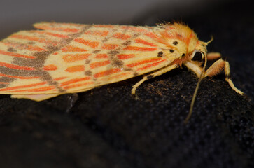 Moth Barsine sp. Van Long Wetland Nature Reserve. Gia Vien District. Ninh Binh Province. Vietnam.