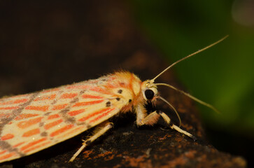 Moth Barsine sp. Van Long Wetland Nature Reserve. Gia Vien District. Ninh Binh Province. Vietnam.