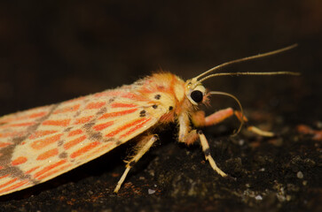 Moth Barsine sp. Van Long Wetland Nature Reserve. Gia Vien District. Ninh Binh Province. Vietnam.