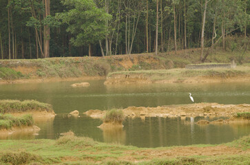 Eastern great egret Ardea alba modesta. Van Long Wetland Nature Reserve. Gia Vien District. Ninh...