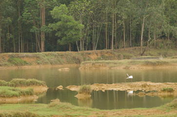 Eastern great egret Ardea alba modesta taking flight. Van Long Wetland Nature Reserve. Gia Vien...