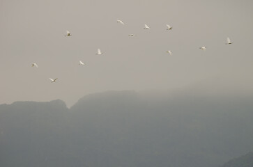 Flock of little egret Egretta garzetta in flight. Van Long Wetland Nature Reserve. Gia Vien District. Ninh Binh Province. Vietnam.
