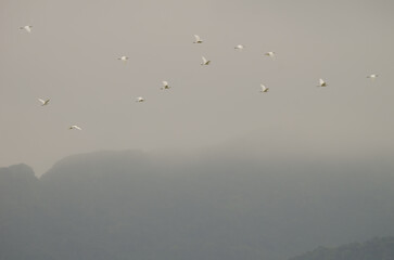 Flock of little egret Egretta garzetta in flight. Van Long Wetland Nature Reserve. Gia Vien District. Ninh Binh Province. Vietnam.