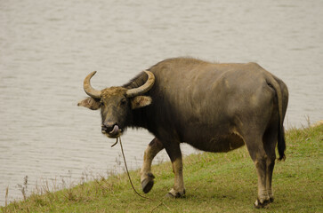Water buffalo Bubalus bubalis. Van Long Wetland Nature Reserve. Gia Vien District. Ninh Binh Province. Vietnam.