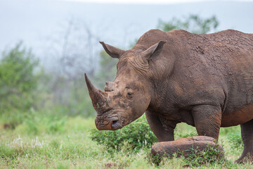 Fototapeta premium South Africa, Kruger National Park, White Rhinoceros 