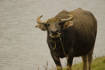 Water buffalo Bubalus bubalis in threatening attitude. Van Long Wetland Nature Reserve. Gia Vien...