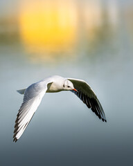 Black-headed gull in mid-flight over water, captured with its wings spread wide. The bird's white and black-tipped feathers contrast beautifully against a soft-focus background of blue water.