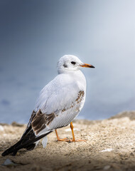 Black-headed gull standing on a sandy shore near water. The bird is captured in profile with soft natural light, showing detailed plumage in shades of white, brown, and black, with its orange legs.