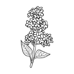 Naklejka premium Set of Realistic lilac branch with flowers and leaves on a white background. black outline. Hand drawing