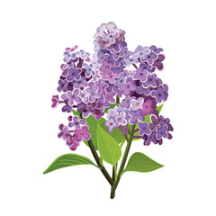  Realistic lilac branch with flowers and leaves on a white background. Vector.