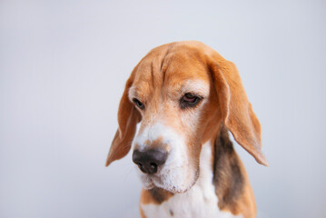 funny beagle dog face looking