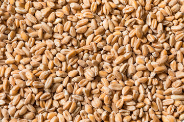 Organic Raw Dry Farro Grain