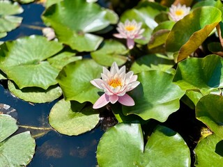 pink water lily in the pond 