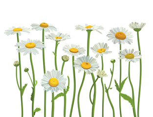  Daisies in the field. Realistic daisies. Chamomile flowers medicinal. Daisy flower background
