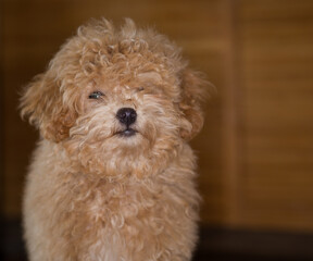 Little Maltipoo puppy with brown curly fur